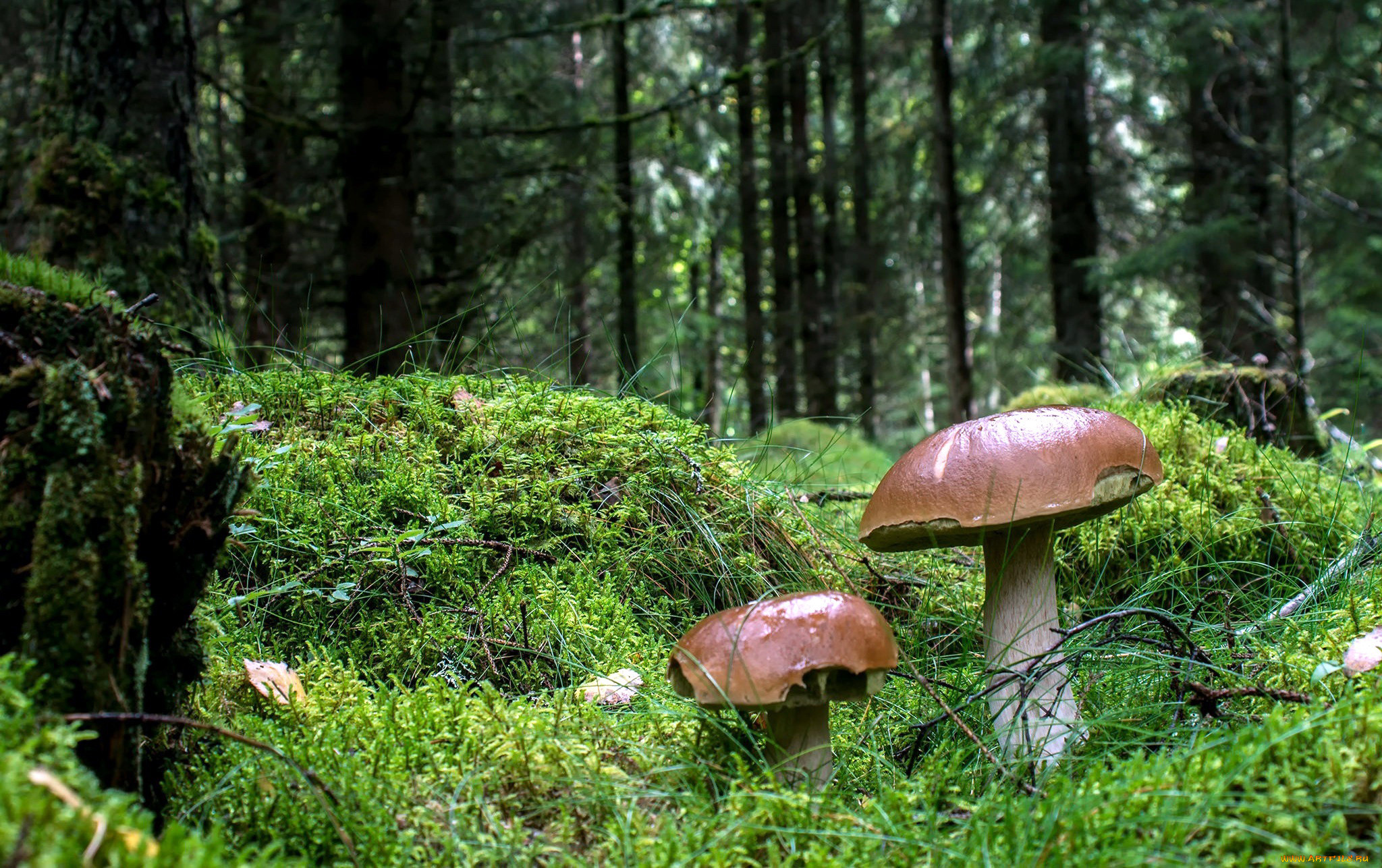Лес с грибами фото